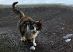 ゴハンチョウダイ