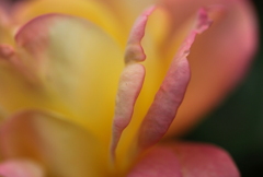 花びら（薔薇）