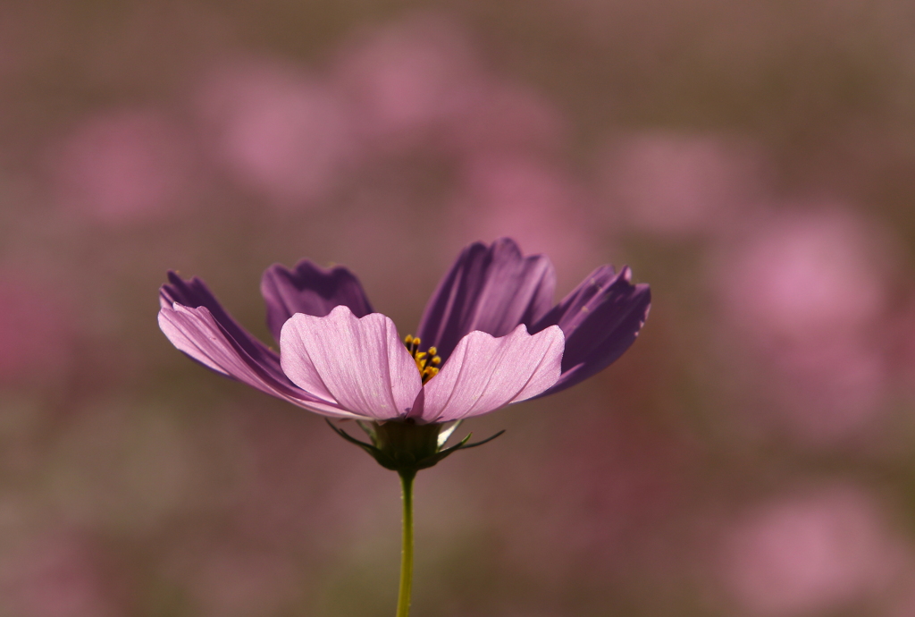 世界で一つだけの花～♪