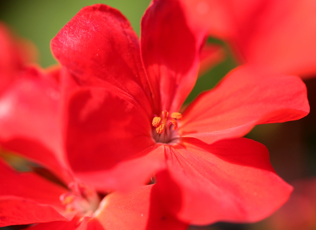 花芯