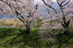 満開桜