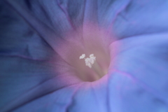 朝顔