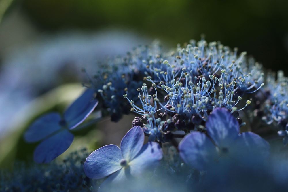 紫陽花