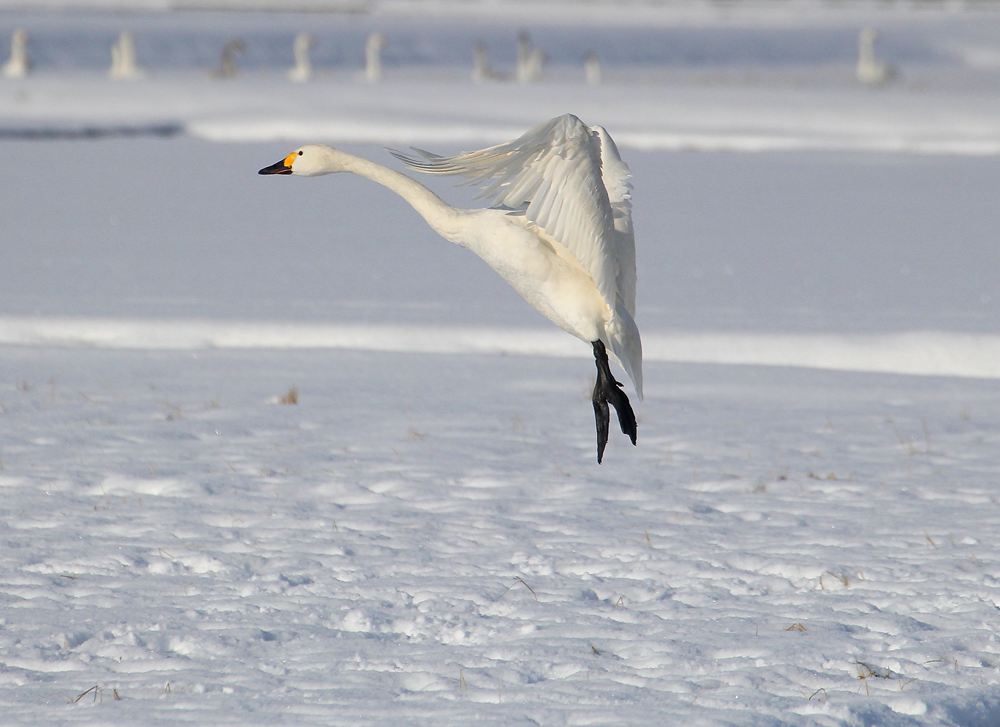 キュートな足元