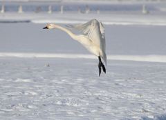 キュートな足元