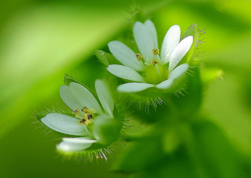 白い小さな花（魅せられて）