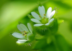 白い小さな花（魅せられて）