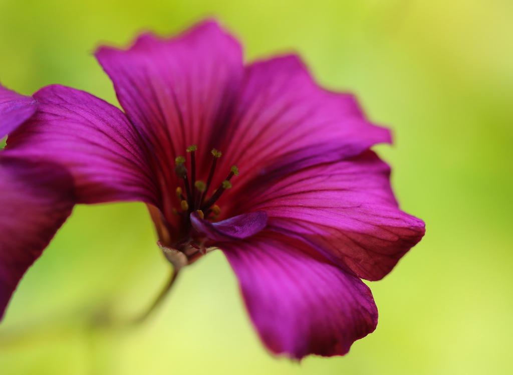 アートな花芯