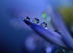 心海ＤＲＯＰＳ　30
