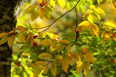 紅葉