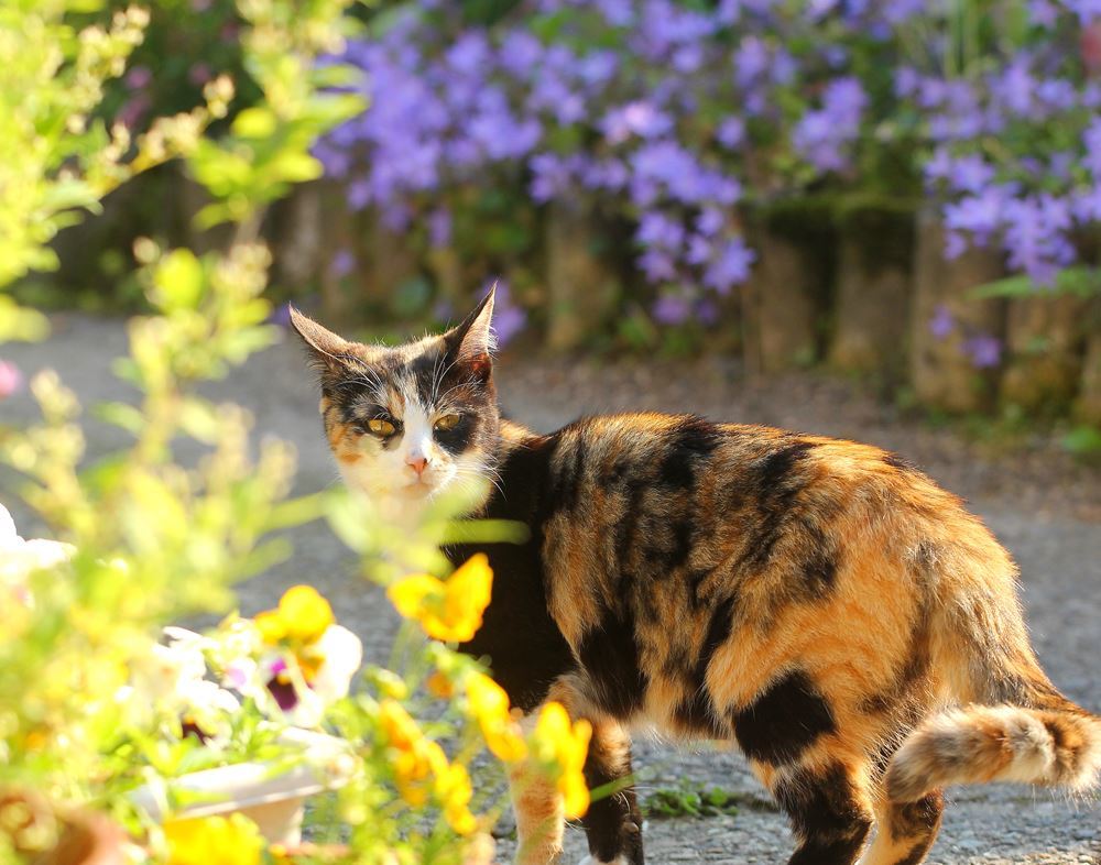 ボクの縄張りⅡ