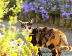 ボクの縄張りⅡ