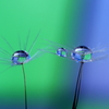 ｇｒｅｅｎ～&～ｂｌｕｅ