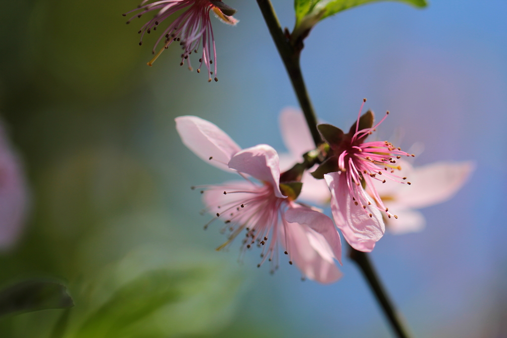 今年は桃の実がついたらいいなぁ～
