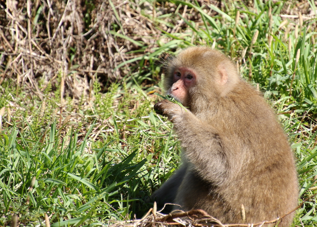 ハムハム・・・草を食む