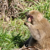 ハムハム・・・草を食む