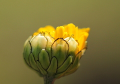 蕾