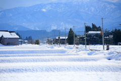 雪の中～ダイコン君がやってきた！