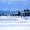 雪の中～ダイコン君がやってきた！