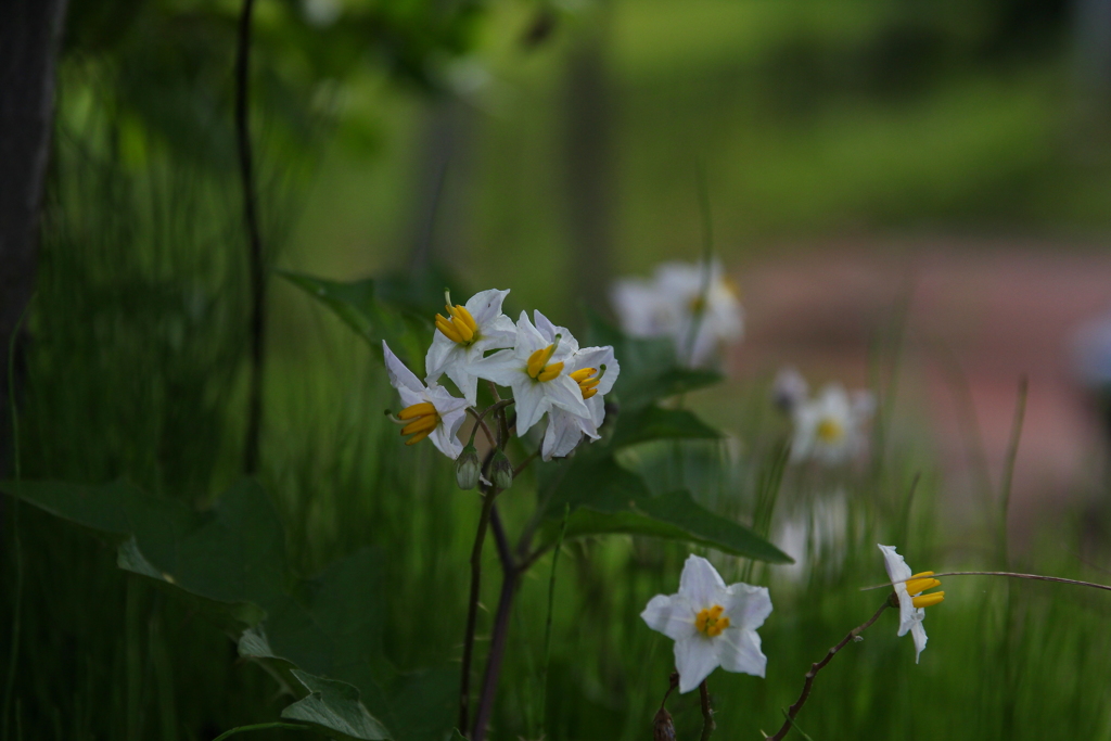 道に咲いていた花