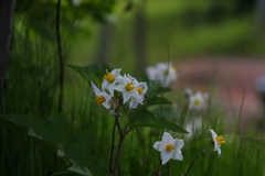 道に咲いていた花