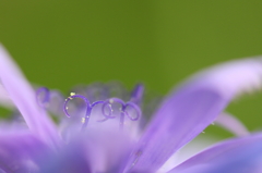 花の精
