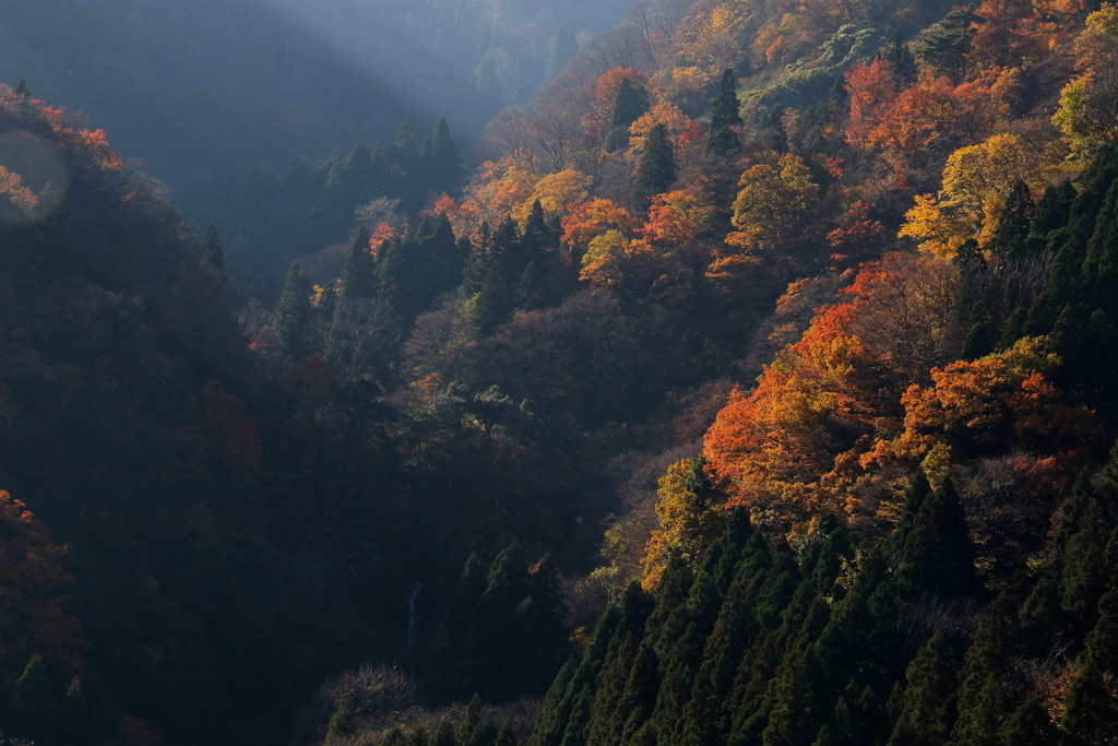 紅葉
