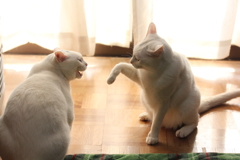 その手はなんだ！