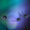 心海ＤＲＯＰＳ