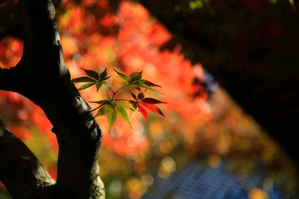 紅葉