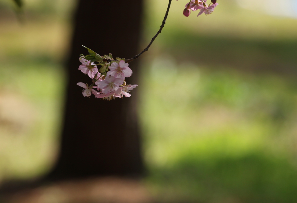 河津桜、風に揺れ・・・