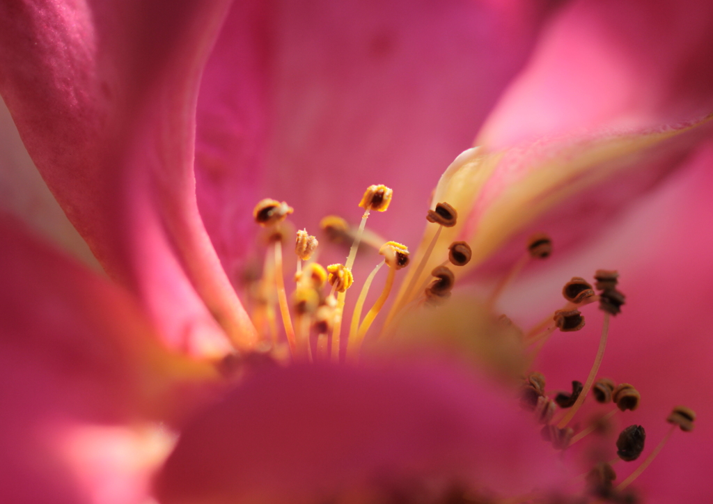 花芯