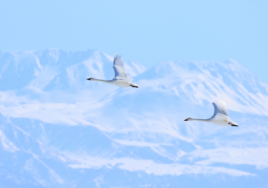 白鳥が舞う山～♪