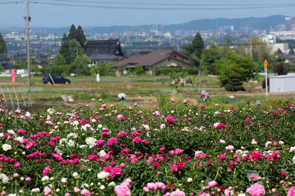 芍薬畑