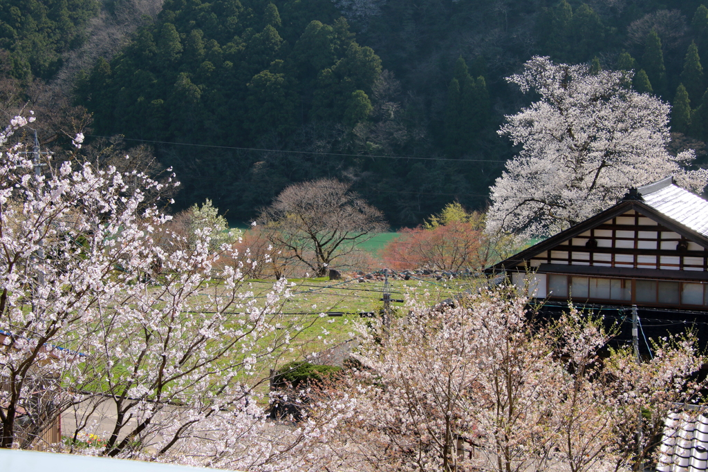 満開桜