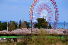 桜と観覧車と海