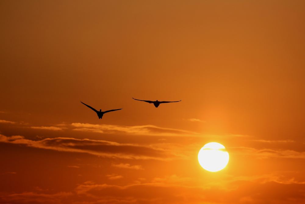 夕陽を翔ける