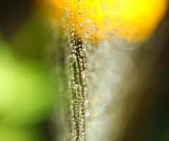 降り注ぐ光の中で