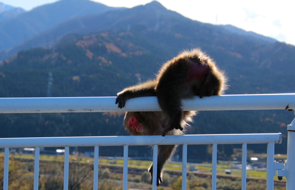 落ちるなよ・・・
