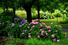 紫陽花の咲く風景