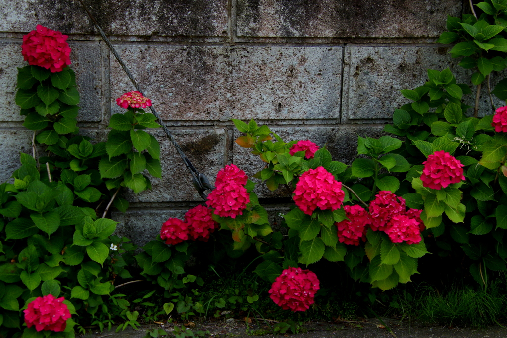 紫陽花