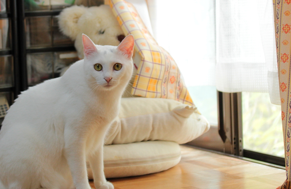cat's-eye　2　