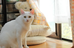 cat's-eye　2　