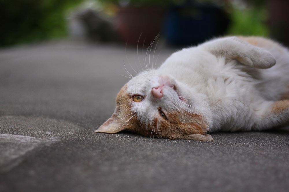 甘えたいトラちゃん