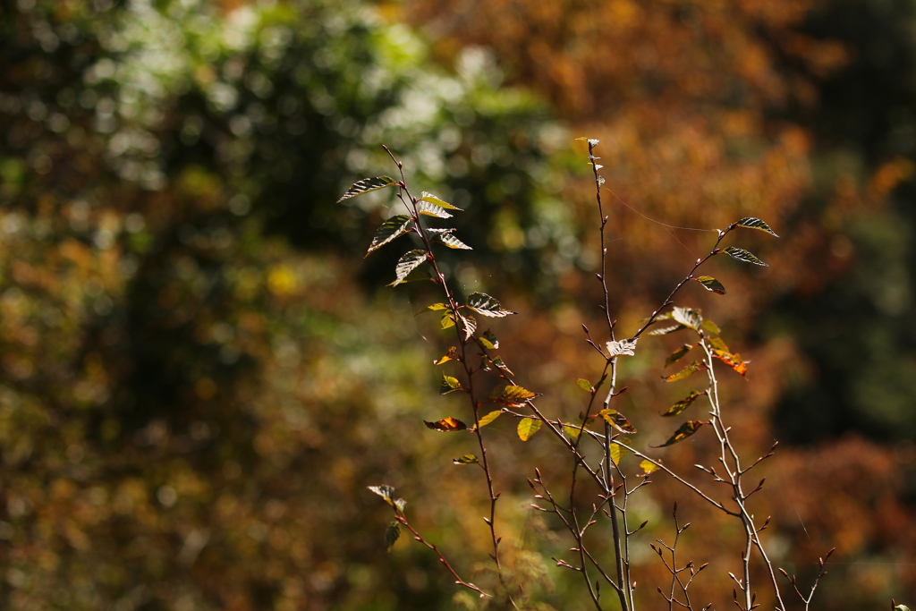 山の秋～それぞれ