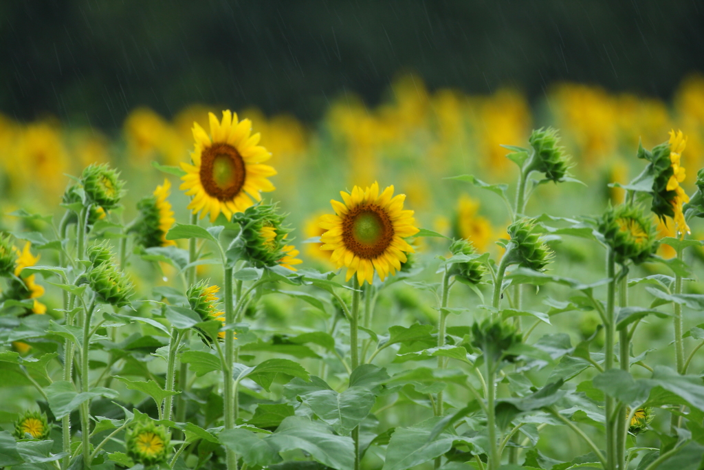 雨の日の向日葵