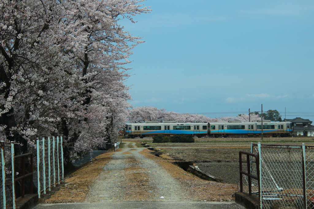 桜とあいの風～♪