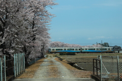 桜とあいの風～♪