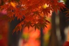 紅の森の紅葉