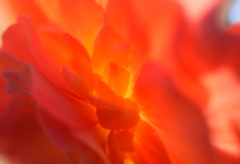 花びら